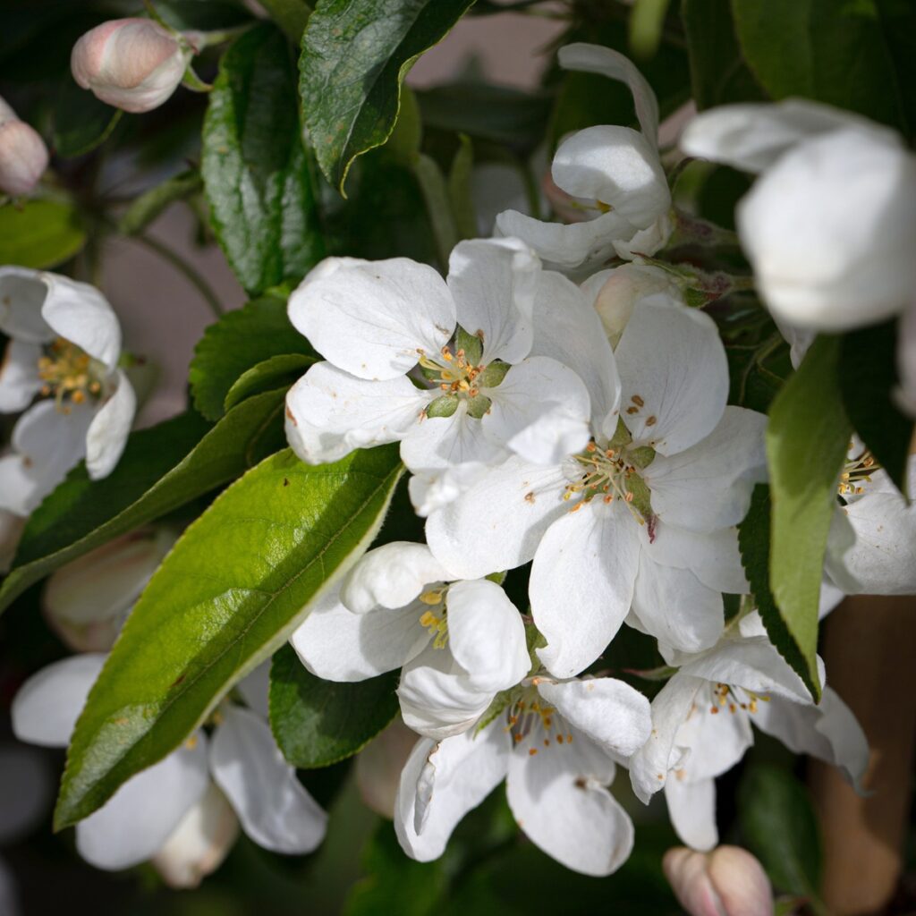 Malus ‘John Downie’ Crab Apple Tree 5038838004001 2